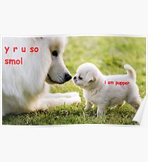 y r u so smol, i am pupper Poster