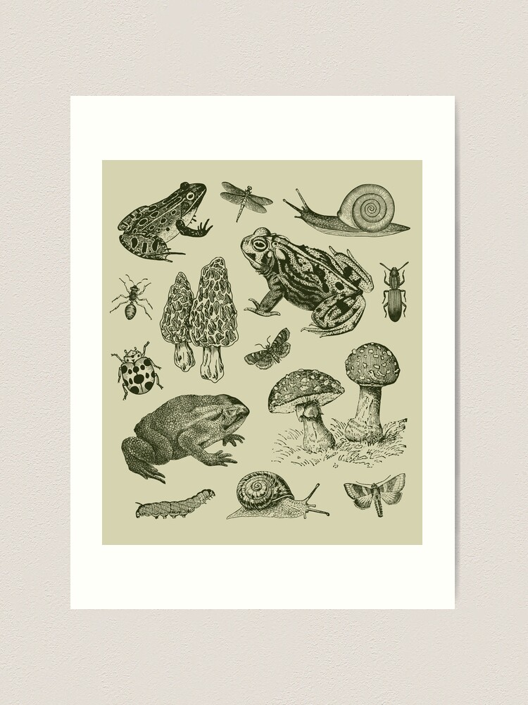 Goblincore Nature Lovers: Vintage Biology of Frogs, Mushrooms, Snails, and  Moths for Science and Natural History Fan | Art Print