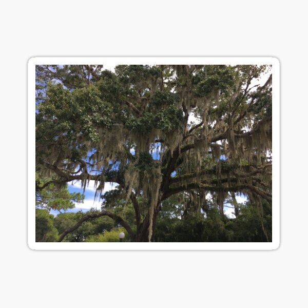 Item preview, Jekyll Island, GA designed and sold by Jackie Harvey.
