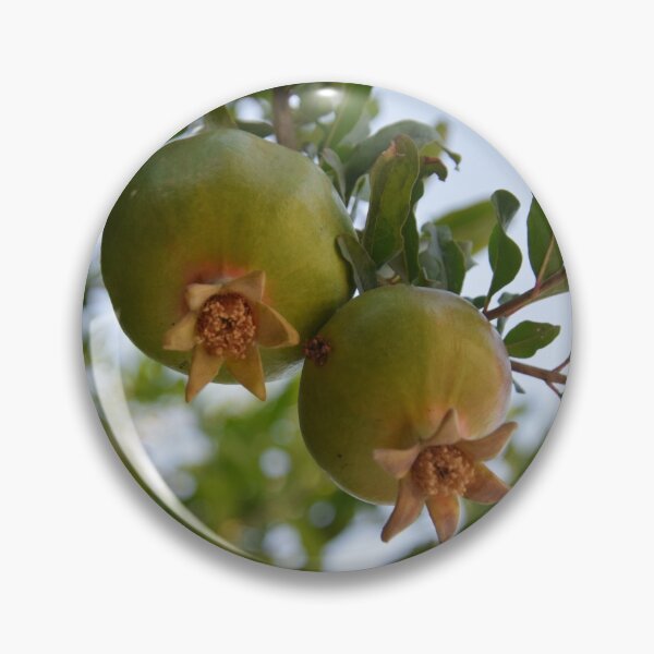 Item preview, Unripe Pomegranates designed and sold by DanaLauraPhoto.