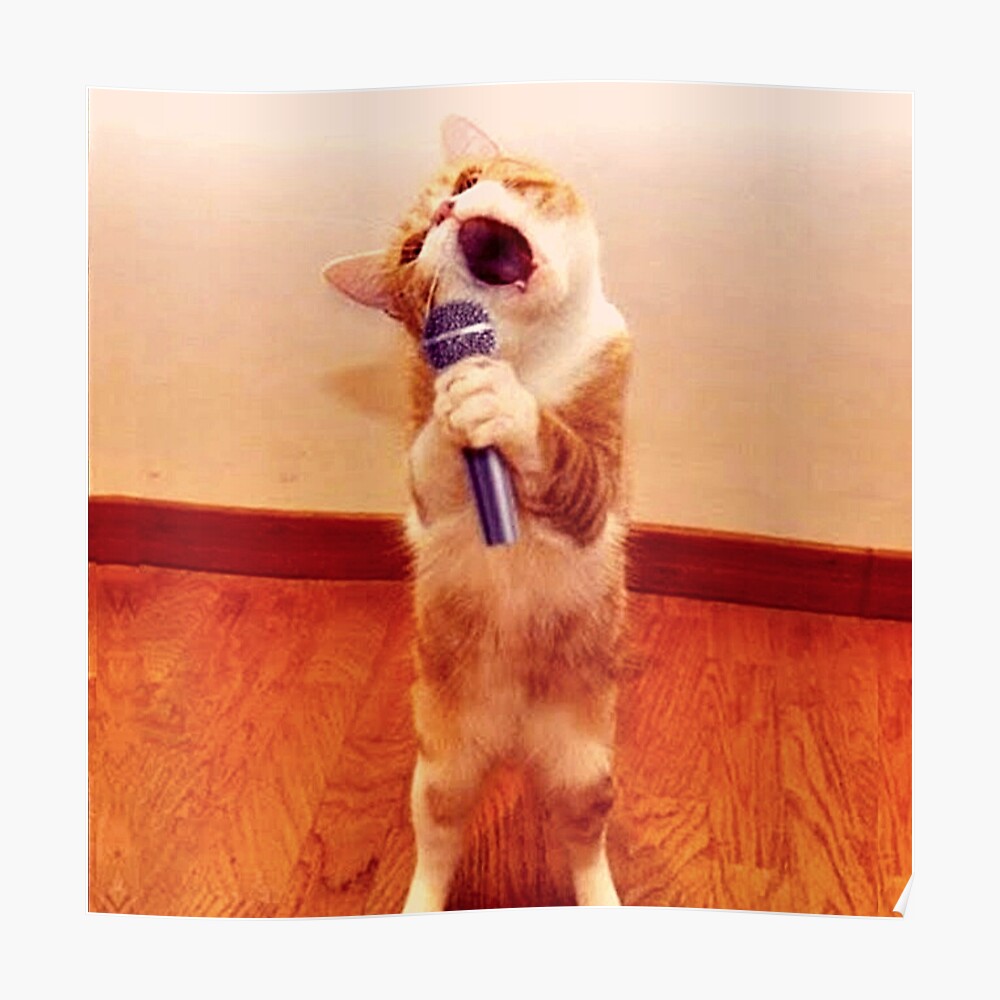 Singing Cat ubicaciondepersonas.cdmx.gob.mx