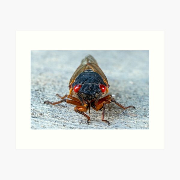 17-Year Periodical Cicada Face Art Print