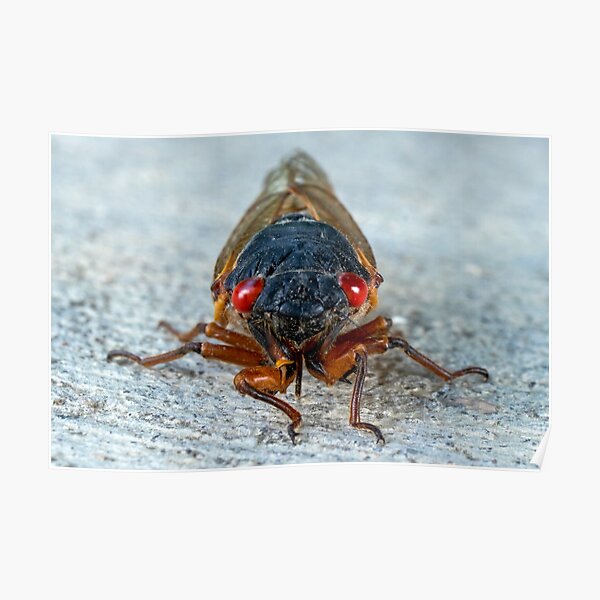 17-Year Periodical Cicada Face Poster