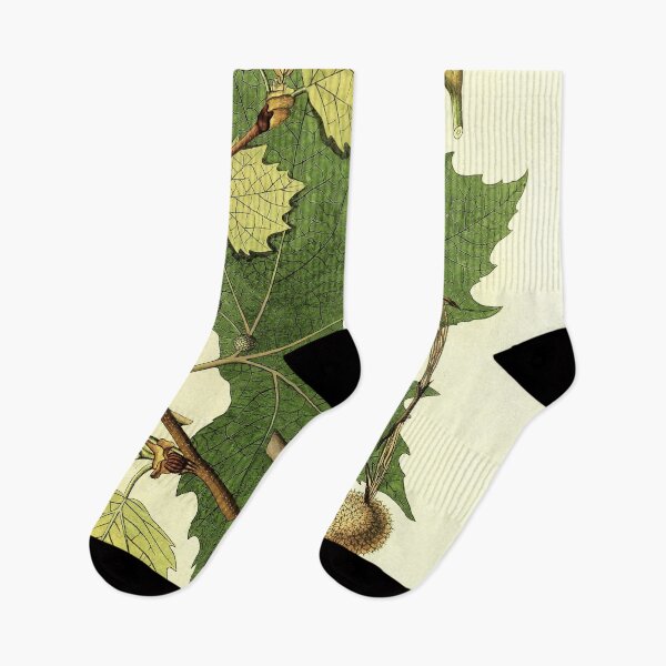 Item preview, Sycamore Life Cycle designed and sold by NatureLand.