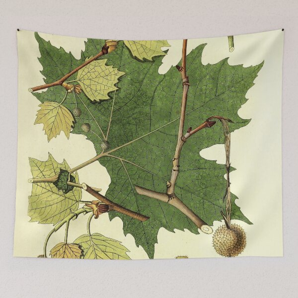 Item preview, Sycamore Life Cycle designed and sold by NatureLand.