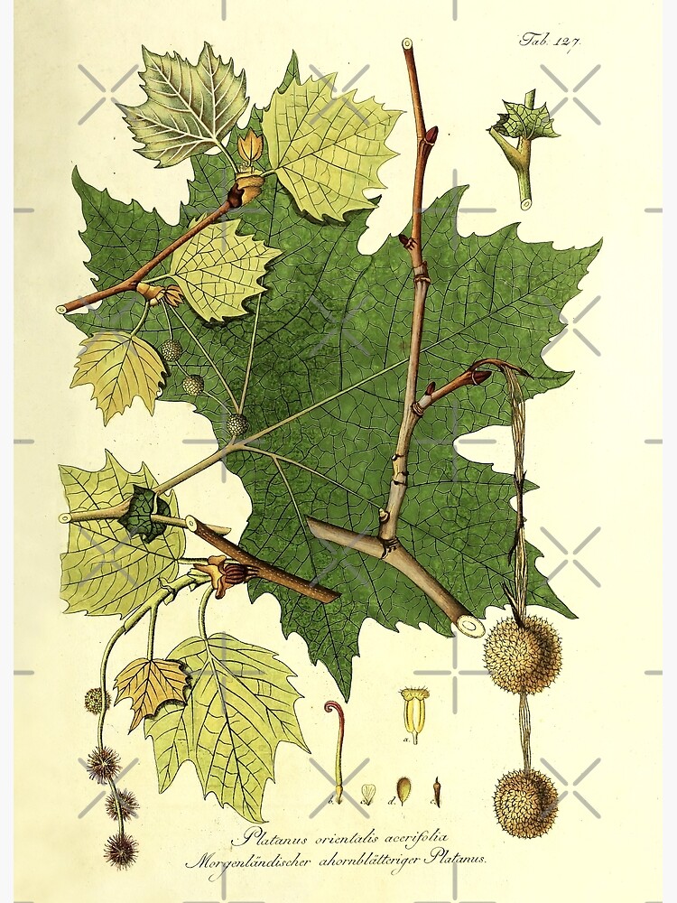 "Sycamore Life Cycle" Poster by NatureLand Redbubble