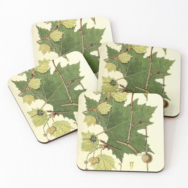 Item preview, Sycamore Life Cycle designed and sold by NatureLand.