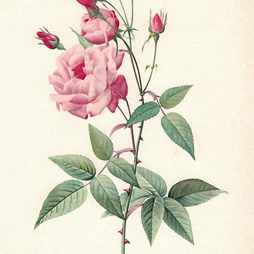 Artwork thumbnail, Amazing Red Roses by Studio66Designs