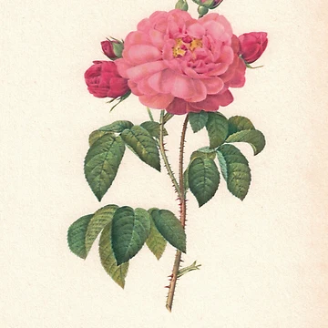 Artwork thumbnail,  Incredible Pink Roses by Studio66Designs