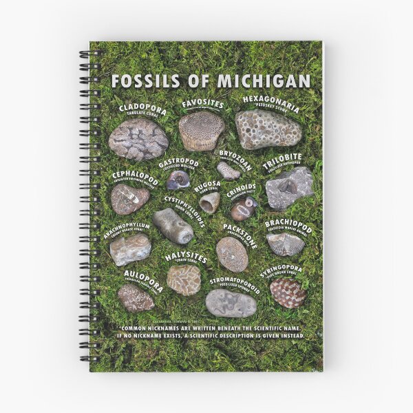 Item preview, Common Fossils of Michigan Identification Guide designed and sold by Cassandra Tiensivu.