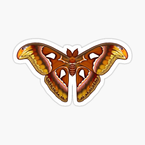 Atlas Moth Sticker