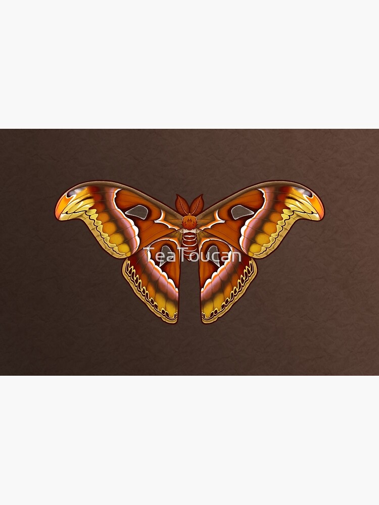 Atlas Moth by TeaToucan