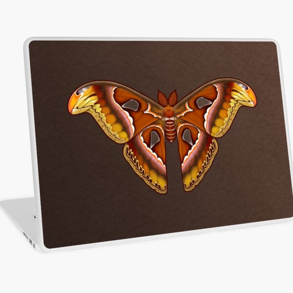 Atlas Moth - Species Profile & Facts - Insectic