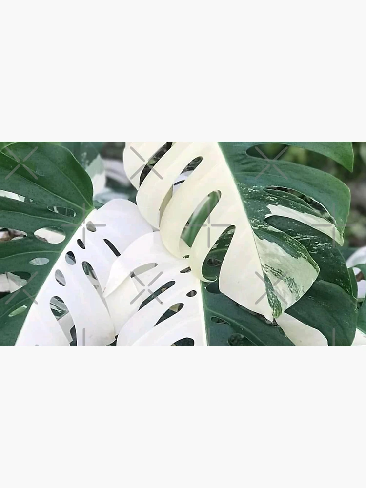 Variegated Monstera Albo Borsigiana, Half Moon Leaves