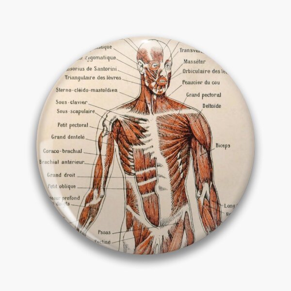 Aperçu de l'œuvre Adolphe Millot Anatomie Humaine - Homme créée et vendue par nextstepdesigns.