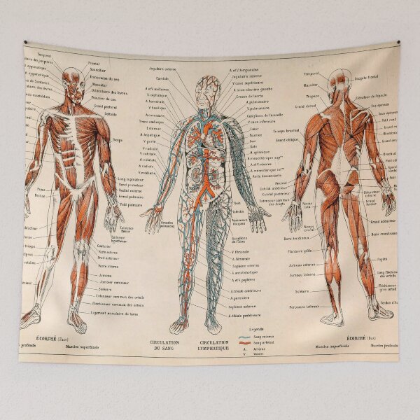 Item preview, Adolphe Millot Human Anatomy - Men designed and sold by nextstepdesigns.