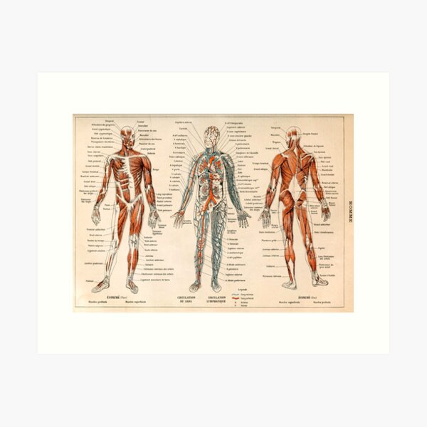 Aperçu de l'œuvre Adolphe Millot Anatomie Humaine - Homme créée et vendue par nextstepdesigns.