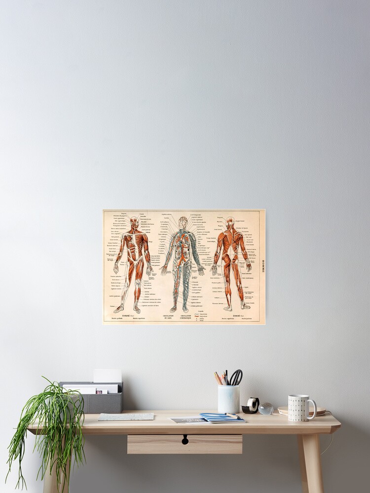 Adolphe Millot Human Anatomy - Men Poster