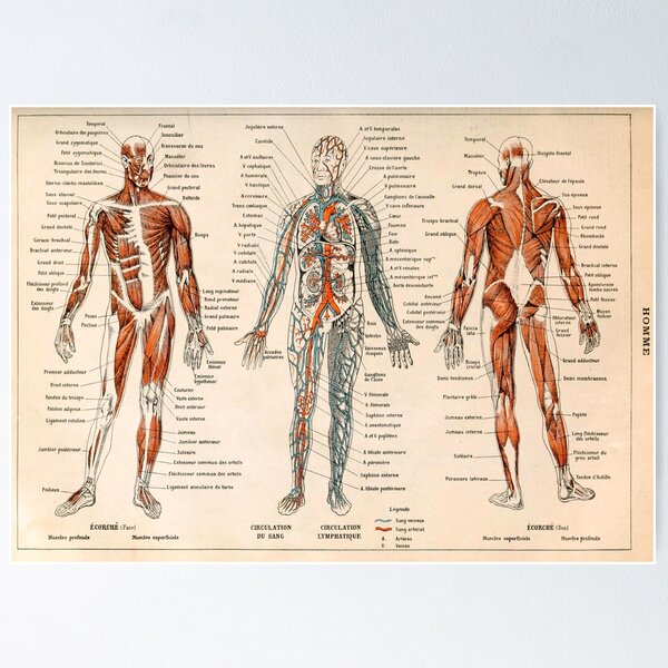 Artikel-Vorschau von Adolphe Millot Anatomie des Menschen - Herren, designt und verkauft von nextstepdesigns.