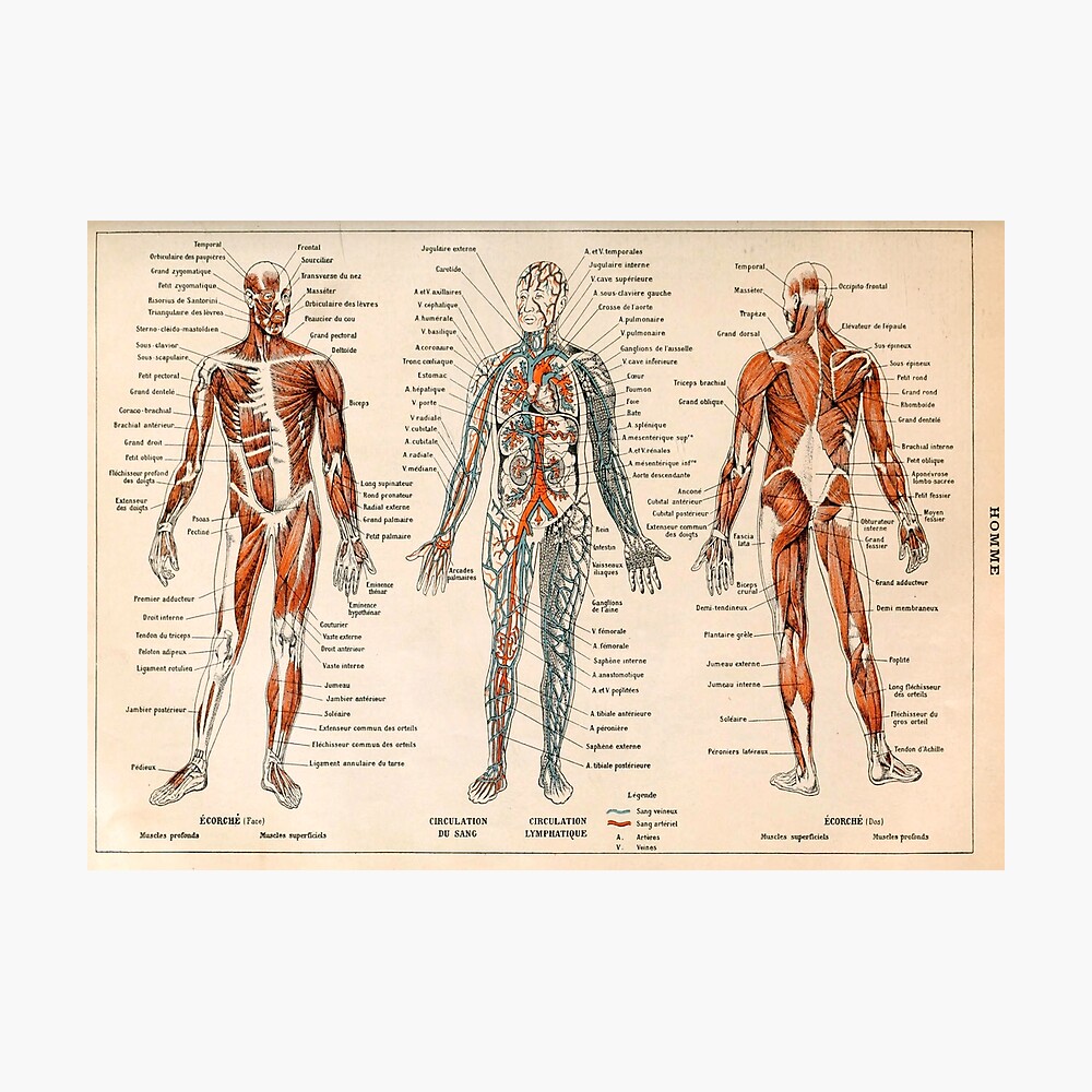 Adolphe Millot Human Anatomy - Men Poster