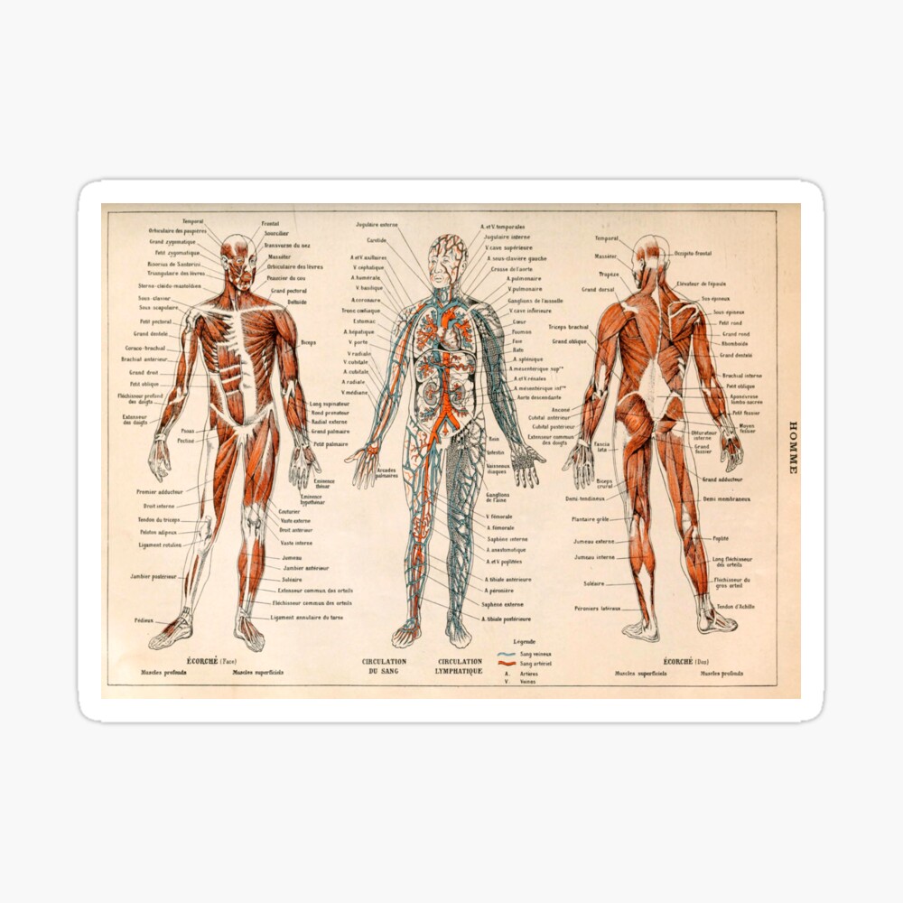Adolphe Millot Human Anatomy - Men Poster