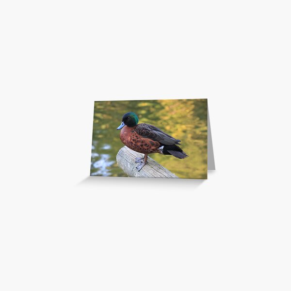 Duck a Following Greeting Card