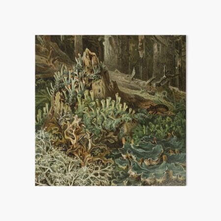 Forest Lichen Art Board Print