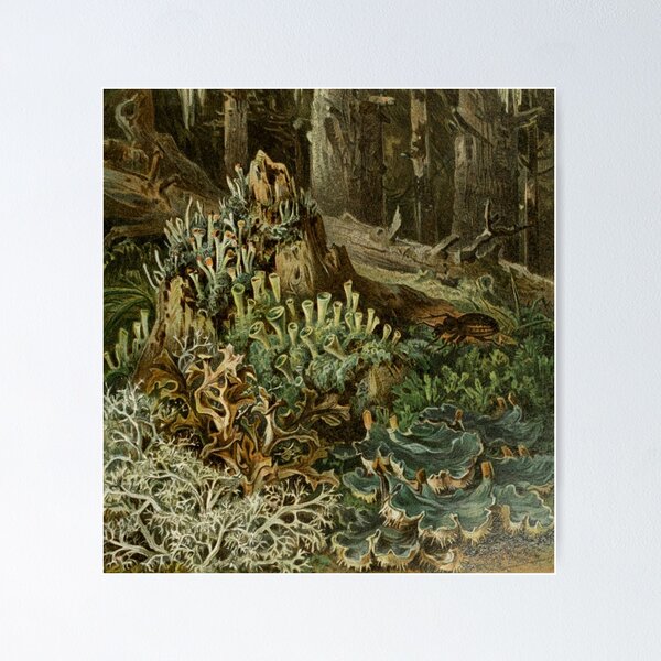 Item preview, Forest Lichen designed and sold by BlueSpecsStudio.