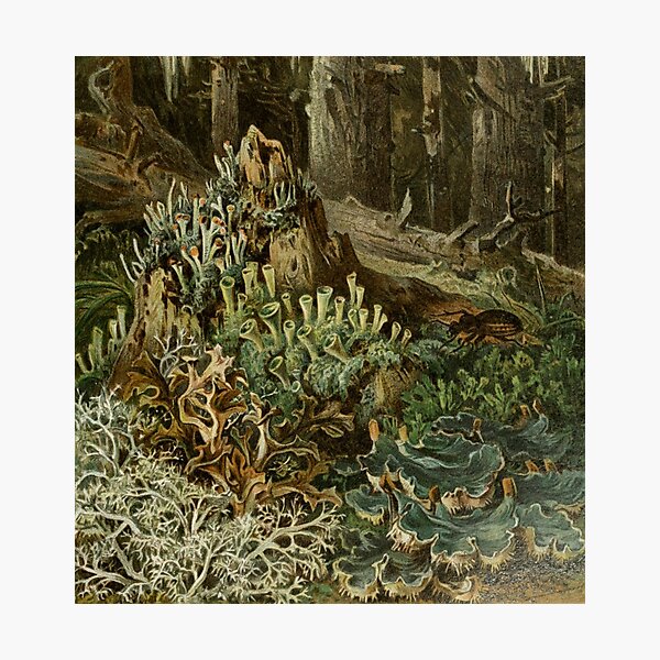 Item preview, Forest Lichen designed and sold by BlueSpecsStudio.