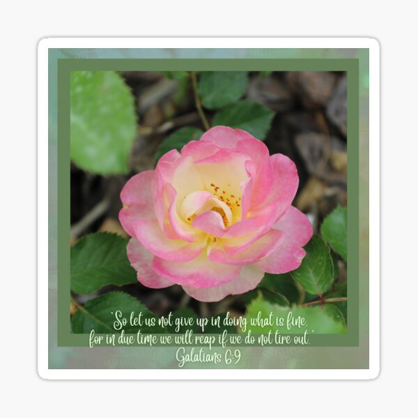 Pink and Yellow Rose on Green Background Scripture Quote Galatians 6:9 Sticker