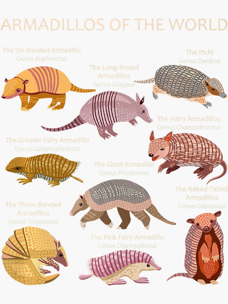 "Armadillo Species Of The World Armadillo Ecology Premium" Sticker for