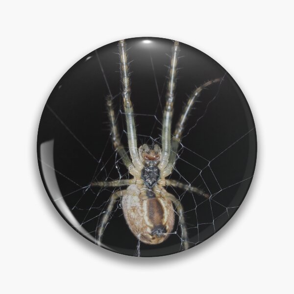 Item preview, Spider identified as Araneus diadematus designed and sold by SDym Photography.