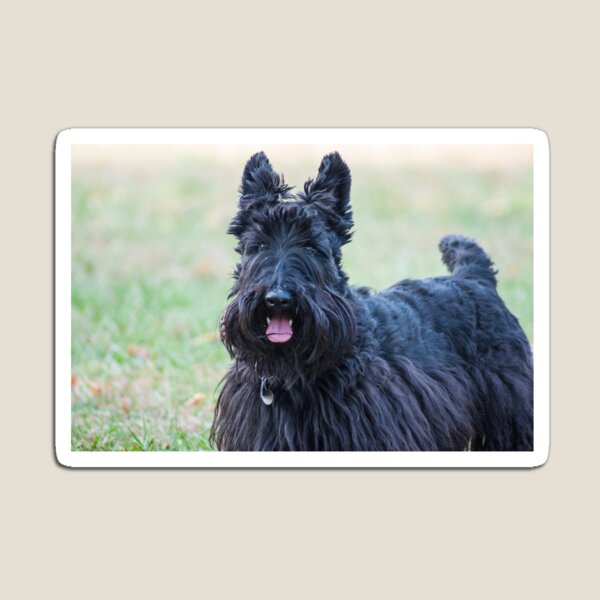 Jack the Scottie - Tongue out Magnet