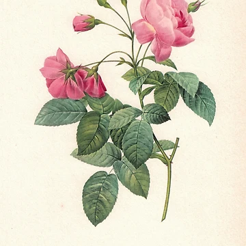 Artwork thumbnail, Incredible Pink Roses by Studio66Designs