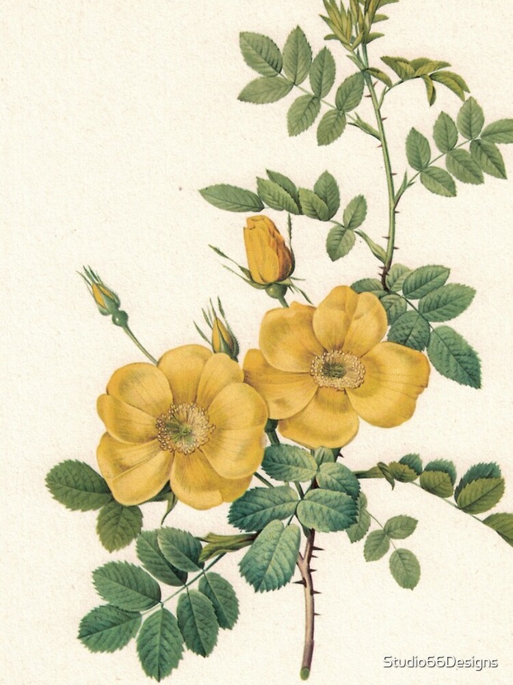 Thumbnail 4 of 4, iPhone Case, Great Yellow Roses designed and sold by Studio66Designs.