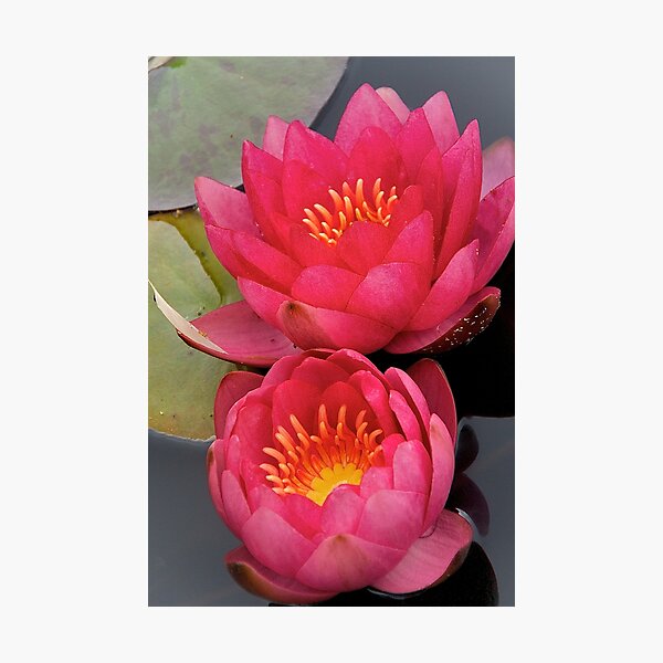 Togetherness Photographic Print