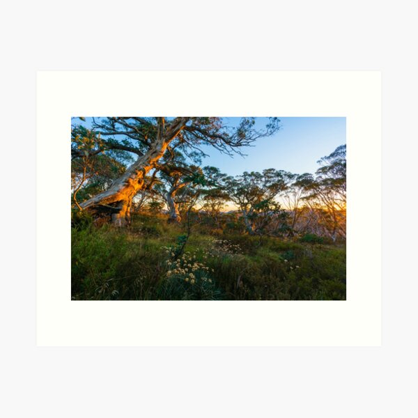Item preview, Snow Gum Sunrise designed and sold by Toddy4x4.