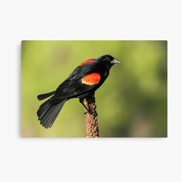 Red-winged Blackbird on Mullein Canvas Print