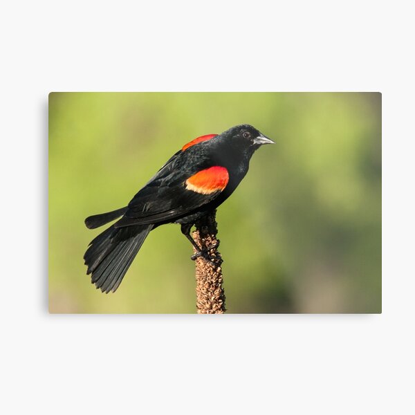 Red-winged Blackbird on Mullein Metal Print