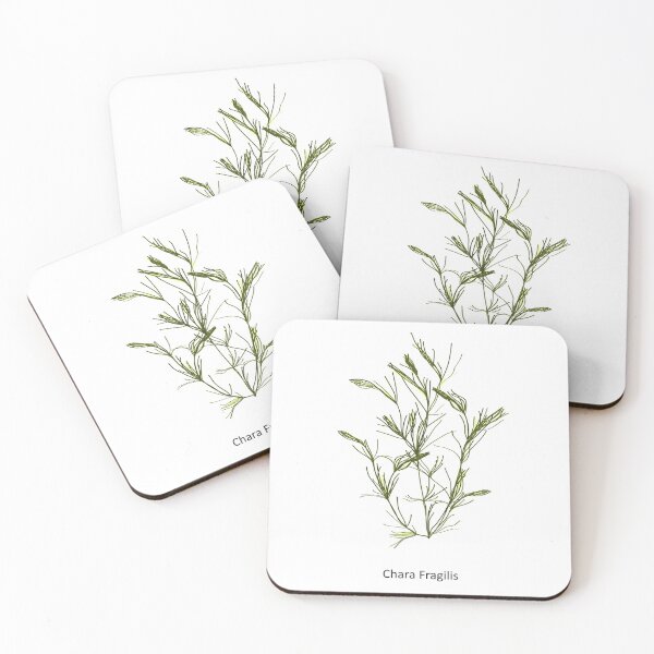 Item preview, Chara fragilis - a genus of charophyte green algae. Hand drawn vector illustration designed and sold by Familyshmot.