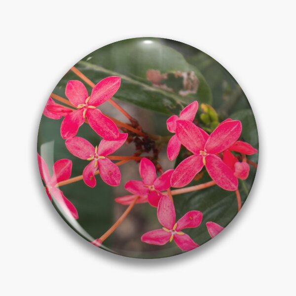 Artikelvorschau, Tropisches Rosenepidendrum entworfen und verkauft von PBE-Store.
