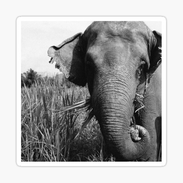 Item preview, Rescued Elephants  designed and sold by sayingstoliveby.