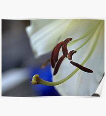 experimental closeup of a white lily Poster