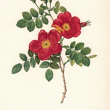 Artwork thumbnail, Stunning Red Roses by Studio66Designs