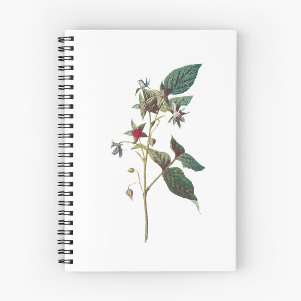 Item preview, Raspberry Print, Original Flower Print, Botanical Antique, Antique print, Foxglove Wall art, Foxglove Flower, Botanical Prints designed and sold by Studio66Designs.