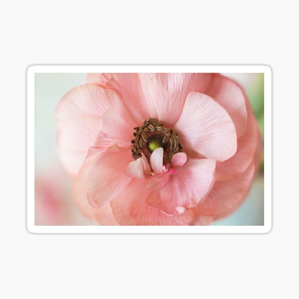 Ranunculus Pink Curl Sticker
