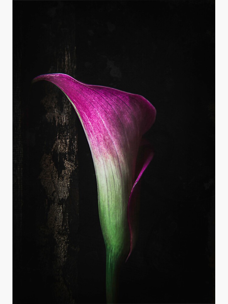 Calla Lily by CindiR60