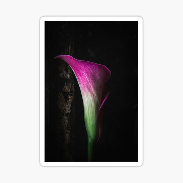 Calla Lily Sticker