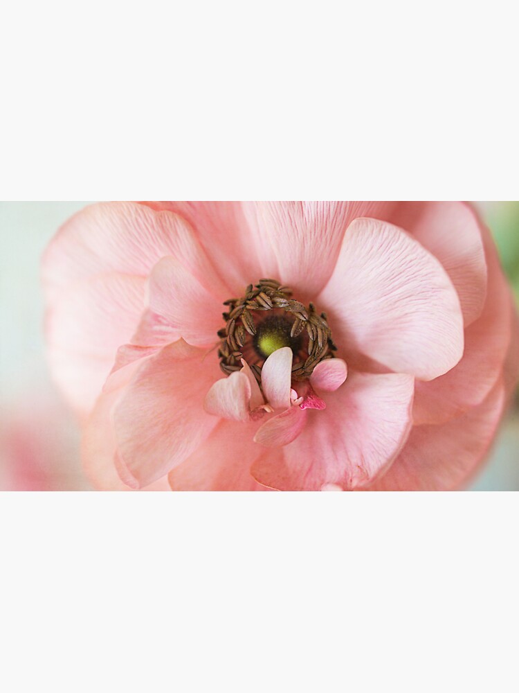 Ranunculus Pink Curl by CindiR60