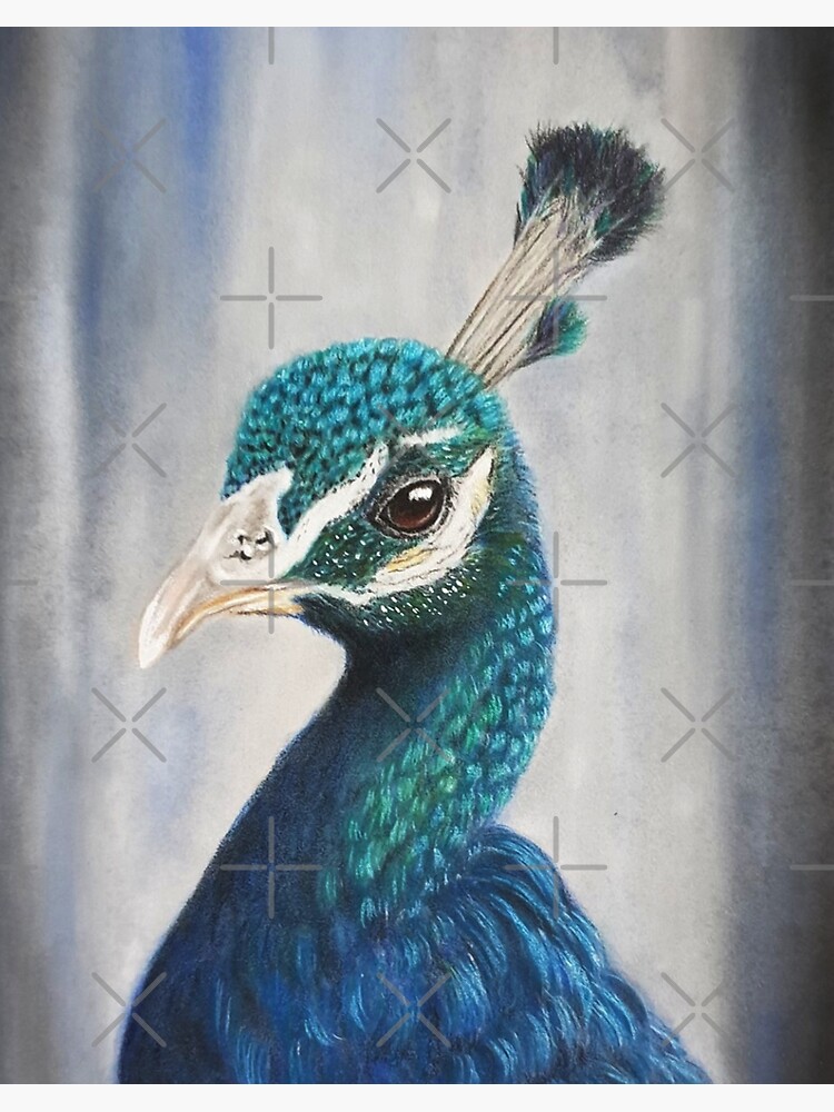 Peacock Drawing In Pencil - GranNino
